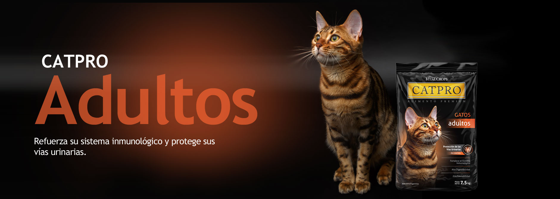 Catpro Kitten